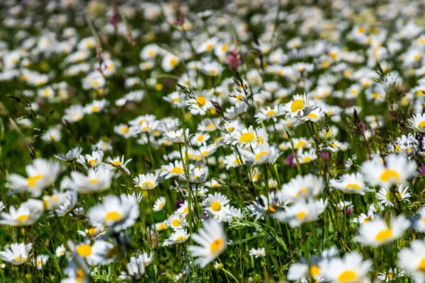 Letnie Tło Wiejską Łąką Dzikimi Kwiatami — Zdjęcie stockowe