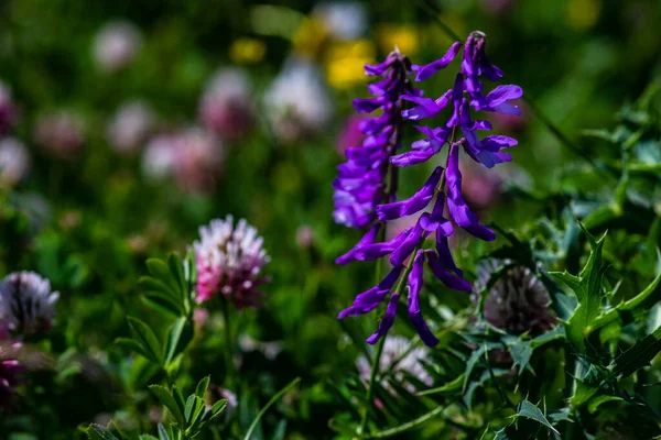 Fondo Verano Con Prado Rural Con Flores Silvestres —  Fotos de Stock