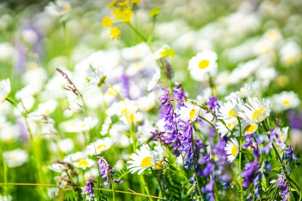Sommer Hintergrund Mit Bäuerlicher Wiese Mit Wildblumen — Stockfoto
