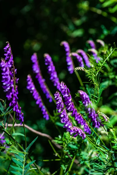 Nahaufnahme Blauer Blumen Einem Wald — Stockfoto