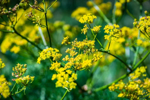 Sommer Hintergrund Mit Nahaufnahme Von Blumen Mit Samenkästen — Stockfoto