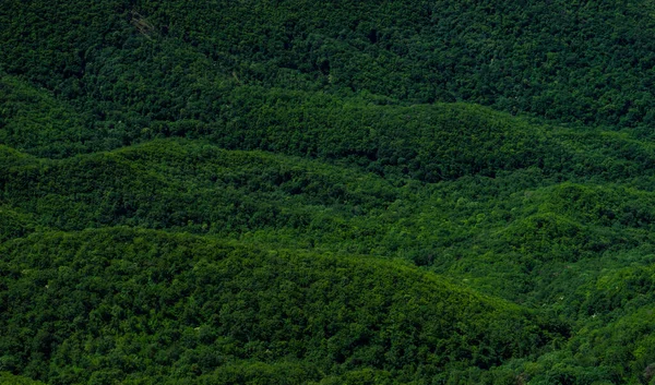 コーカサス山脈の斜面に森がある夏の背景 — ストック写真