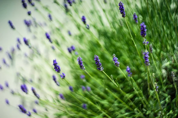 夏天的背景 蓝色的薰衣草花在花园里 — 图库照片