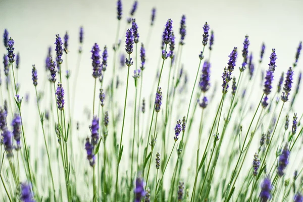 Sommer Hintergrund Mit Blauen Blumen Von Lavendelblüten Einem Garten — Stockfoto