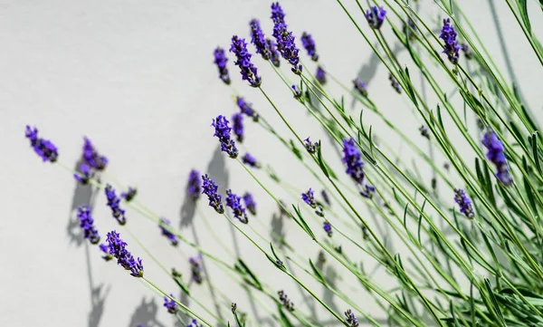 Fundo Verão Com Flores Azuis Flores Lavanda Jardim — Fotografia de Stock