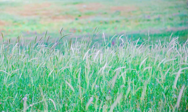 Sfondo Estivo Con Campo Grano — Foto Stock