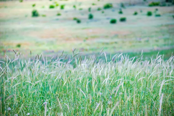 Summer Background Wheat Field — Stock Photo, Image