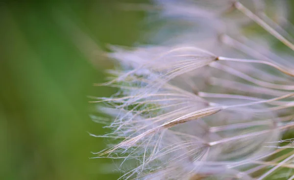 Fondo Verano Con Flor Diente León Viejo Prado — Foto de Stock