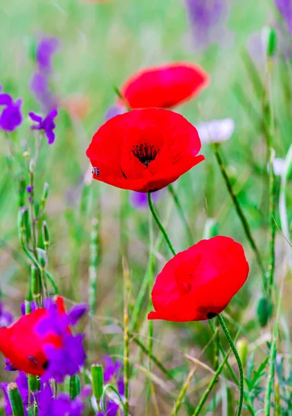 Nyári Háttér Piros Mák Virágok Réten — Stock Fotó