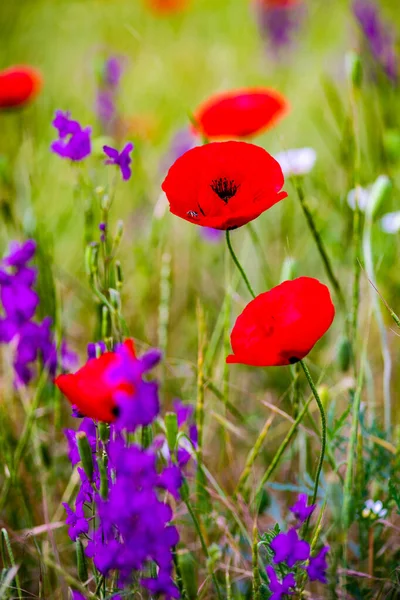 Zomer Achtergrond Met Rode Papaver Bloemen Een Weide — Stockfoto