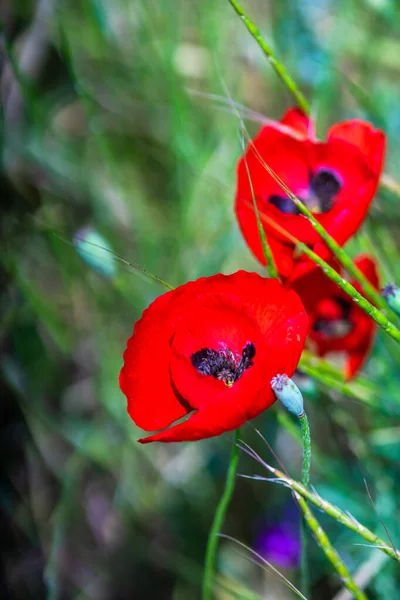 Sommar Bakgrund Med Röda Vallmo Blommor Äng — Stockfoto