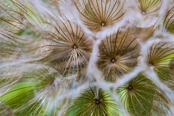 Fundo Verão Com Flor Dente Leão Velha Prado — Fotografia de Stock