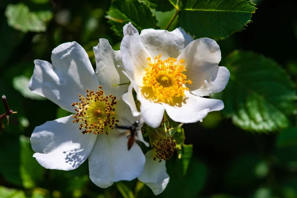 Flores Rosas Silvestres Jardín Como Fondo Verano — Foto de Stock