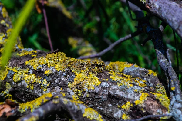 Listů Květů Jako Letní Pozadí — Stock fotografie