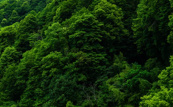 Mokrý Tropický Les Kvariati Letovisko Blízkosti Batumi Georgia — Stock fotografie