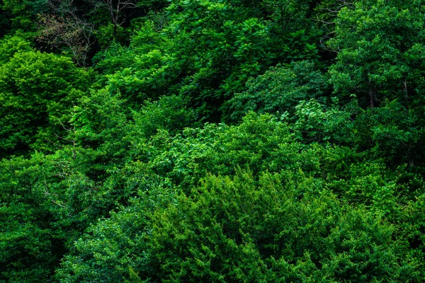 Mokrý Tropický Les Kvariati Letovisko Blízkosti Batumi Georgia — Stock fotografie