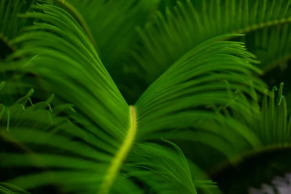 Gros Plan Feuilles Palmier Vert Vif Comme Fond Tropical Naturel — Photo