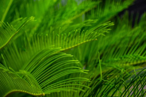 Primo Piano Foglie Palma Verde Brillante Come Sfondo Tropicale Naturale — Foto Stock