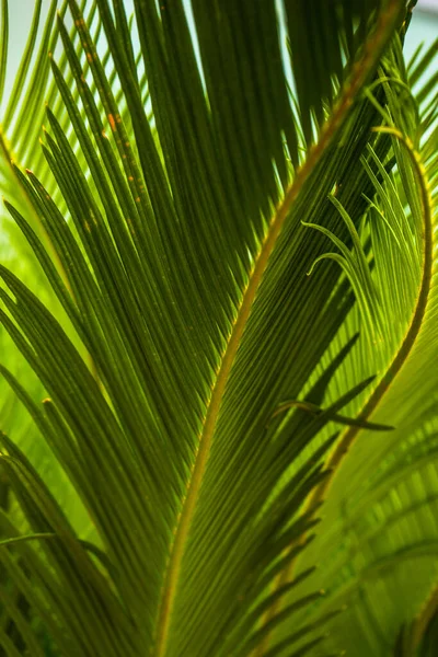 Primo Piano Foglie Palma Verde Brillante Come Sfondo Tropicale Naturale — Foto Stock
