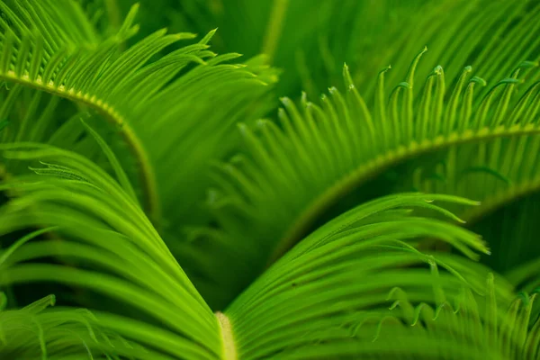 Primer Plano Hojas Palma Verde Brillante Como Fondo Tropical Natural — Foto de Stock