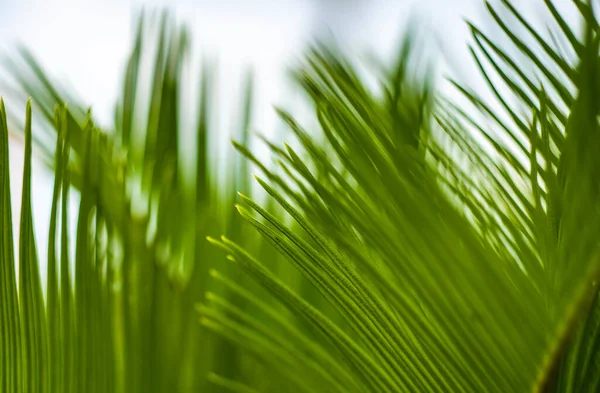 Close Bright Green Palm Leaves Natural Tropical Background — Stock Photo, Image