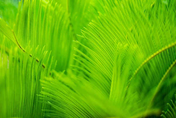 Primer Plano Hojas Palma Verde Brillante Como Fondo Tropical Natural —  Fotos de Stock