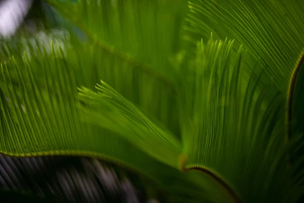 Primo Piano Foglie Palma Verde Brillante Come Sfondo Tropicale Naturale — Foto Stock