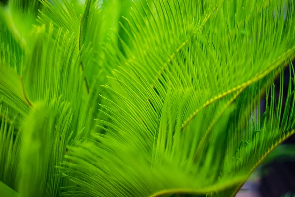 Gros Plan Feuilles Palmier Vert Vif Comme Fond Tropical Naturel — Photo