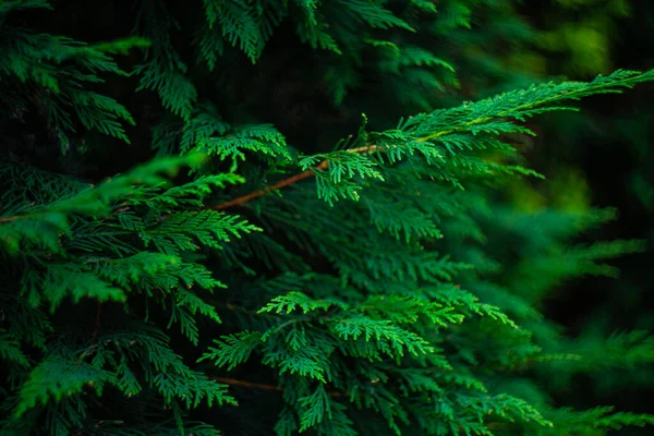 Letnia Karta Bliska Zielonych Liści Drzewa Thuja — Zdjęcie stockowe