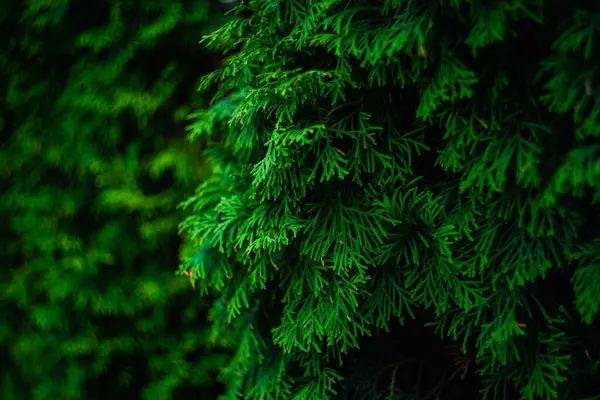 Tarjeta Verano Con Primer Plano Hojas Verdes Árbol Thuja — Foto de Stock