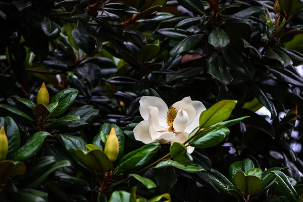 Blooming Magnolia Tree Summertime Park Batumi Georgia — Φωτογραφία Αρχείου