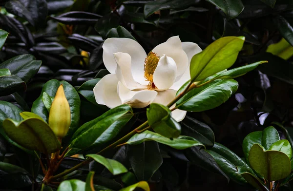 Blooming Magnolia Tree Summertime Park Batumi Georgia — Φωτογραφία Αρχείου