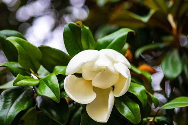 Blooming Magnolia Tree Summertime Park Batumi Georgia — Φωτογραφία Αρχείου