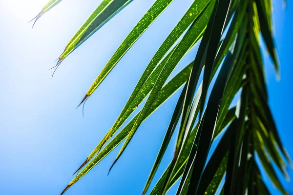 Close Folhas Palma Verde Brilhante Como Fundo Tropical Natural — Fotografia de Stock