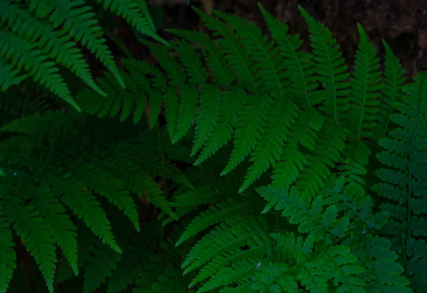 Fern Listy Jako Letní Přírodní Zázemí — Stock fotografie