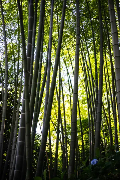 Čínský Bambusový Les Slunečného Dne — Stock fotografie