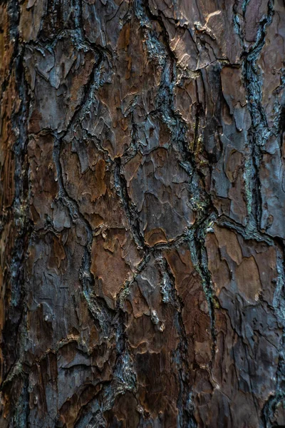 Textured Bark Outermost Layers Natural Background — Stock Photo, Image