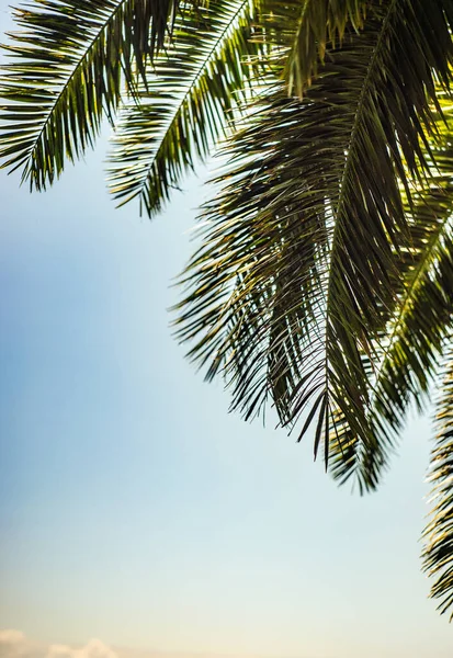 Close Folhas Palma Verde Brilhante Como Fundo Tropical Natural — Fotografia de Stock