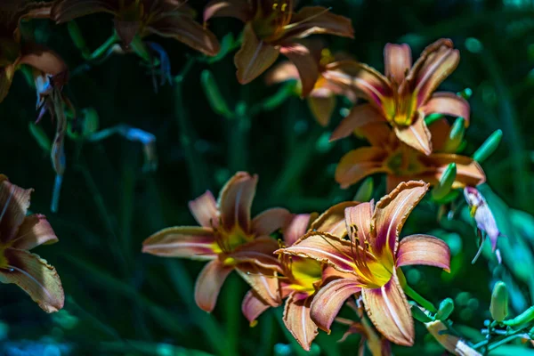 Fiori Giglio Fiori Nel Parco Estivo — Foto Stock