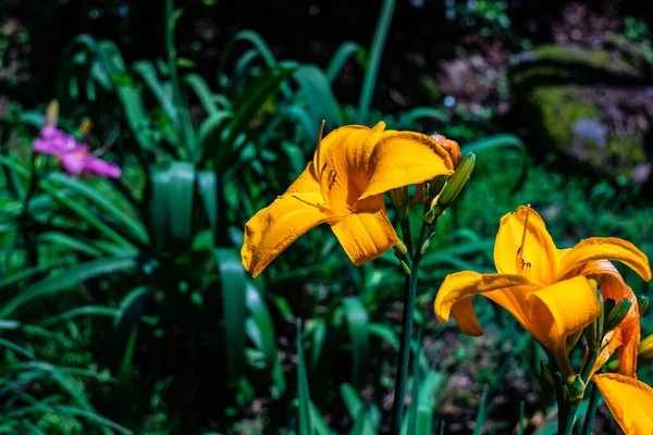 Flowers Lily Flowers Summer Park — Stock Photo, Image