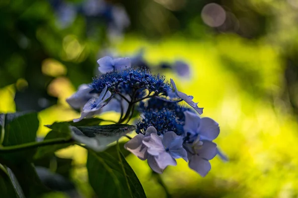 Цветущие Растения Гортензии Летнем Саду — стоковое фото