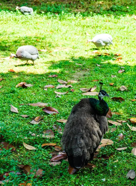 Peacock Female Summertime Park — Φωτογραφία Αρχείου