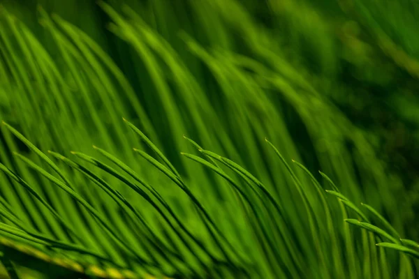 Закрыть Ярко Зелеными Листьями Пальмы Естественный Фон — стоковое фото
