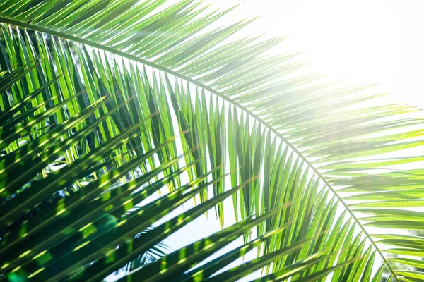 Close Van Felgroene Palmbladeren Als Natuurlijke Tropische Achtergrond — Stockfoto