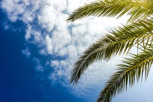 Gros Plan Feuilles Palmier Vert Vif Comme Fond Tropical Naturel — Photo