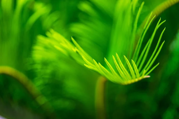 Gros Plan Feuilles Palmier Vert Vif Comme Fond Tropical Naturel — Photo