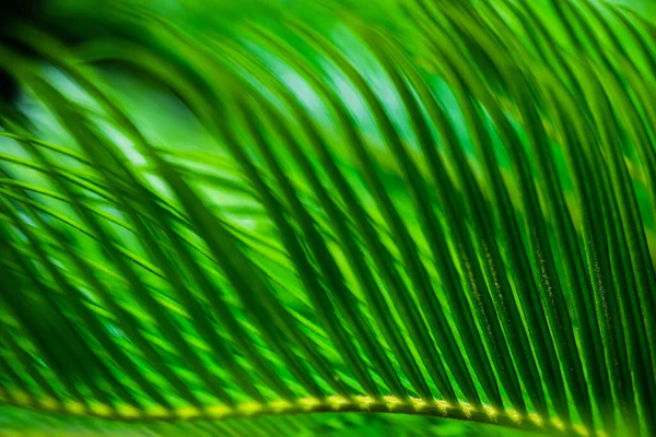 Close Bright Green Palm Leaves Natural Tropical Background — Stock Photo, Image