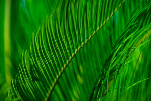 Közelkép Élénk Zöld Pálmalevelek Mint Természetes Trópusi Háttér — Stock Fotó