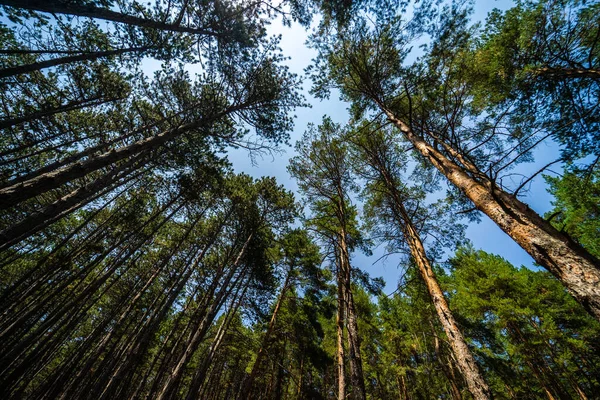 Natural Pine Forest Summer Day Woodland Background — Stock fotografie