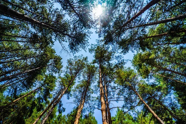 Natural Pine Forest Summer Day Woodland Background — Stock fotografie